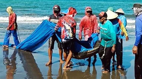 Nelayan Tradisional Pangandaran Mulai Panen Ikan Layur