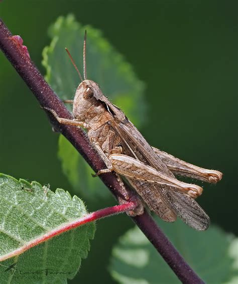 Male Common Field Grasshopper Chorthippus Brunneus Flickr