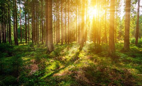 Forest with sun rays stock image. Image of rays, wood - 107002375