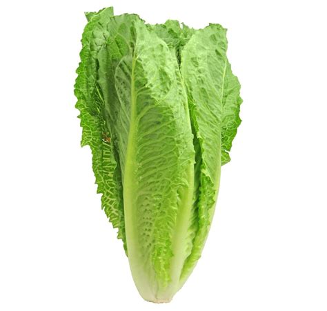 Romaine Lettuce Sustenance