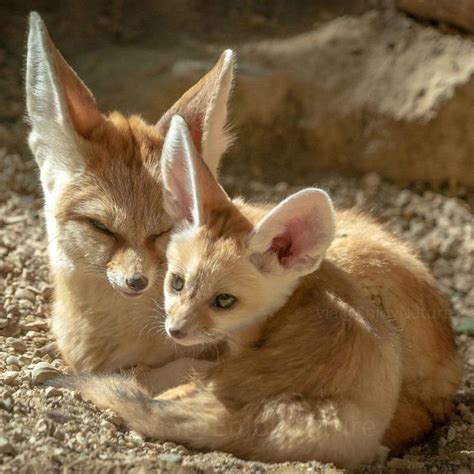 Fennec Fox Mother and Baby Cuddling | Adorable Wildlife Moment