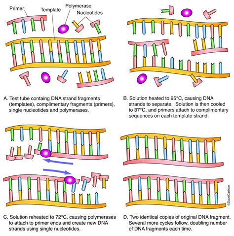 Polymerase Chain Reaction Pcr