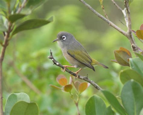 Mauritius Olive White Eye Zosterops Chloronothos Buckham Birding