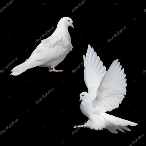 Two White Doves Flying