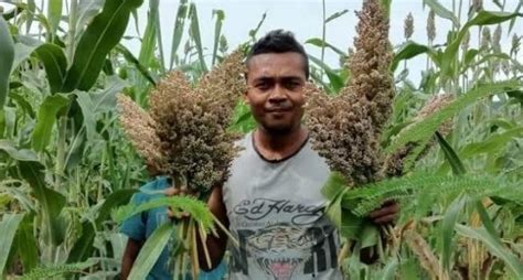 Petani NTT Anggap Sorgum Tanaman Menjanjikan