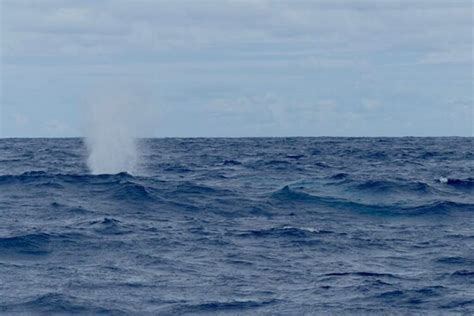 How to Experience Whale Watching from Ponta Delgada