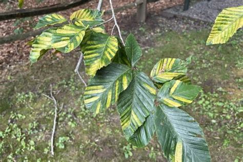 Beech Leaf Disease A New Risk To Michigan Beech Trees Gardening In