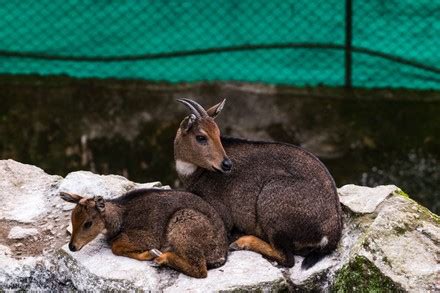 Himalayan Goral Naemorhedus Goral Bovid Species Editorial Stock Photo ...