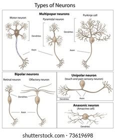 Types Neurons Stock Vector (Royalty Free) 73619698 | Shutterstock