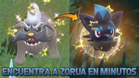 El Mejor M Todo Para Encontrar A Zorua Shiny En Pok Mon Escarlata Y