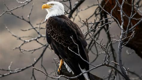 4K Bald Eagle Wallpapers - Top Free 4K Bald Eagle Backgrounds - WallpaperAccess