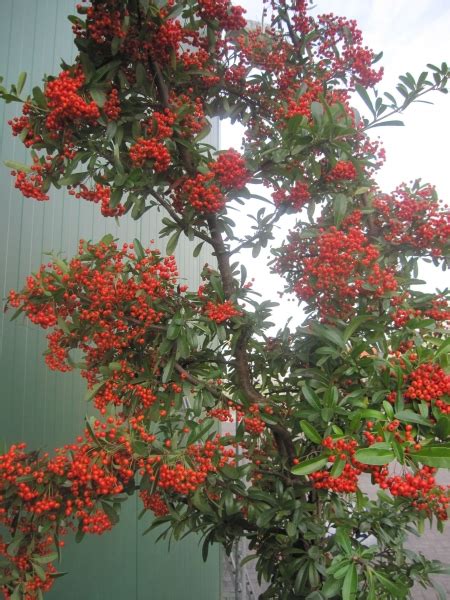 Mittelmeer Feuerdorn Red Star Pyracantha Coccinea Red Star