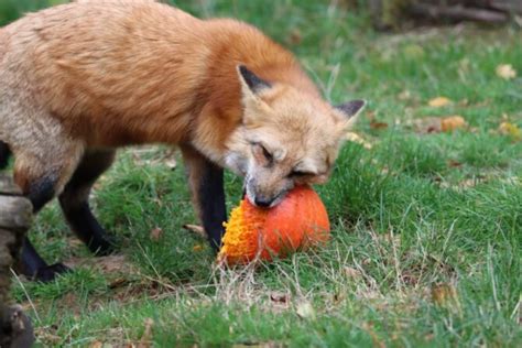 What Do Foxes Eat? A Closer Look At Fox Diet & Food Chain