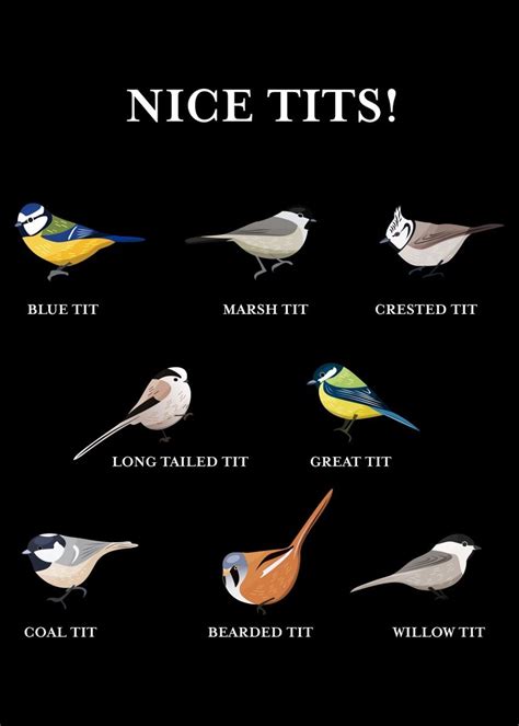 Nice Tits Funny Bird Poster Picture Metal Print Paint By Phil