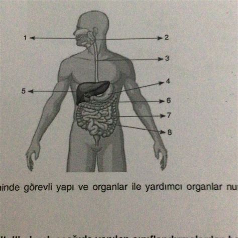Sindirime Yardımcı Organlar 9