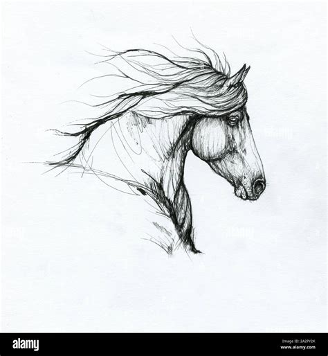 horse head drawing Stock Photo - Alamy