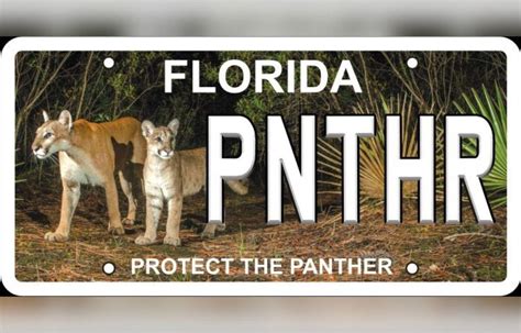 New ‘protect The Panther’ License Plate Features Photo Of Female Cat And Cub 352today