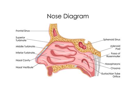 Anatomia Dell Orecchio Del Naso E Della Gola Scopriamo Di Pi