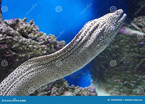 Moray Eel Moray Eels Make Eerie Appearance At Virginia Living Museum