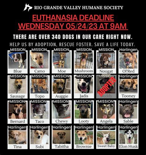 RGV Humane Society needs your help fostering animals | MyRGV.com