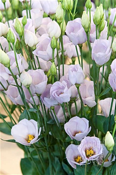 SDY875 LISIANTHUS RUSSELLIANUM FIORE EUSTOMA Asset Details Garden