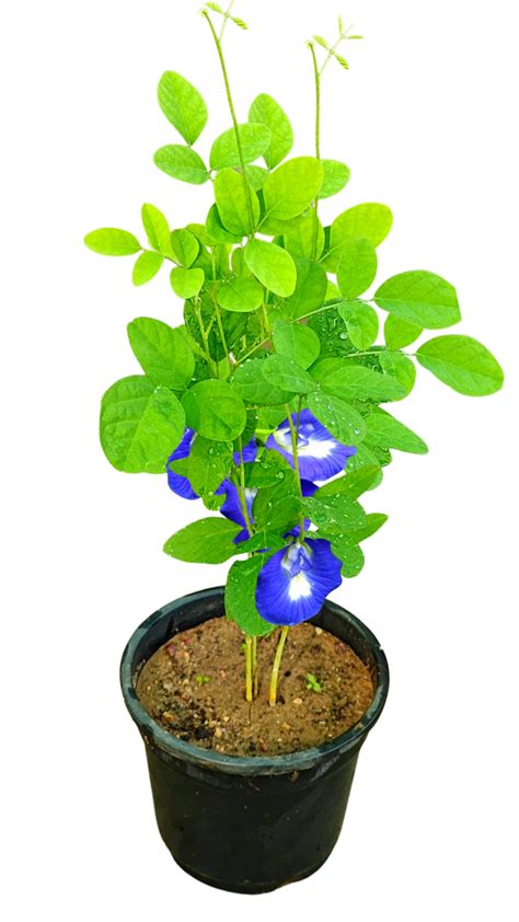 Rookhraj Paudhshala Aparajita Live Plant Clitoria Ternatea Asian