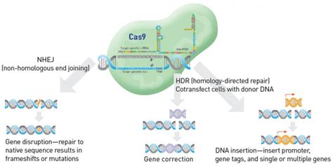 Crispr Cas9 Genome Editing Guide Finessing The Technique And Breaking New Ground Behind The