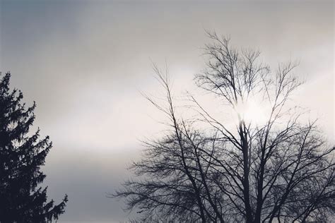 Free Images Landscape Tree Nature Grass Branch Snow Winter