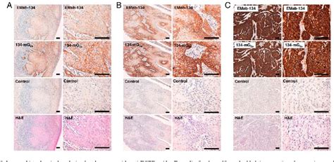 Figure 3 From Anti EGFR Monoclonal Antibody 134 MG2a Exerts Antitumor