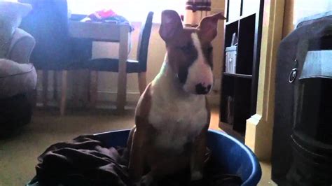 English Bull Terrier Ozzy Chillin Out In His Bed Then Watch Youtube