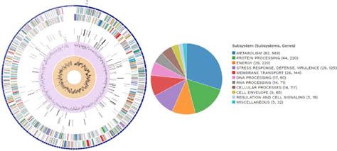 Graphical display of bacterial genome annotation. (A) Circular ... 