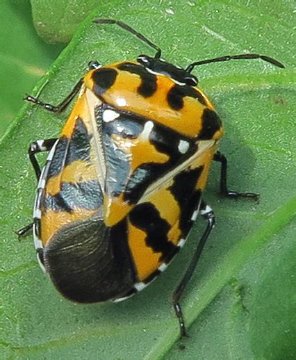 Harlequin Bug Murgantia Histrionica Bugguide Net