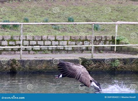 Canada Goose Taking Off From Lake Stock Photo Image Of Canadensis