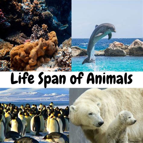 Life Span of All Animals