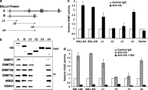 Stem Cell Gene Sall4 Suppresses Transcription Through Recruitment Of