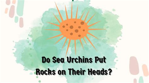 How Does Temperature Affect Sea Urchins Major Impacts