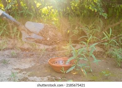 Person Planting Seeds Your Garden Stock Photo Shutterstock