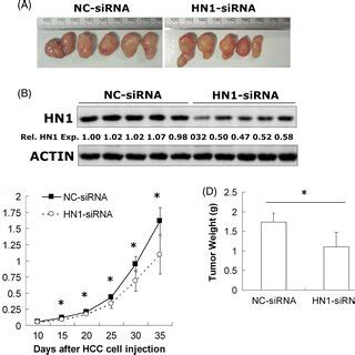 Knockdown Of HN1 Inhibited Tumor Growth In Vivo A Representative