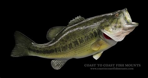 Largemouth Bass Fish Mount And Fish Replicas Coast To Coast