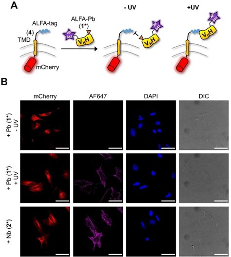 A LightActivatable Photocaged Variant Of The UltraHigh Affinity ALFA