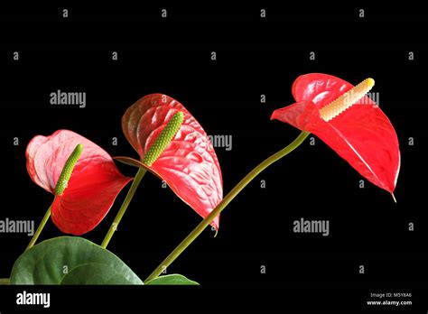 Red Anthurium Flowers Isolated On Black Background Stock Photo Alamy