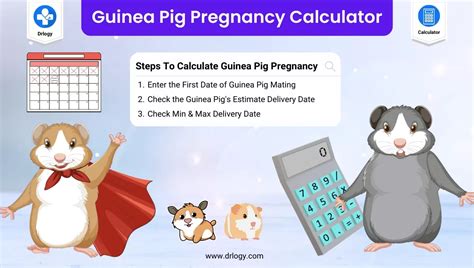 Guinea Pig Pregnancy Calculator | Cavy's Due Date - Drlogy