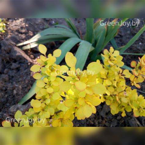 Ива цельнолистная "Хакуро-Нишики" (Salix Integra Hakuro-Nishiki) - GreenJoy