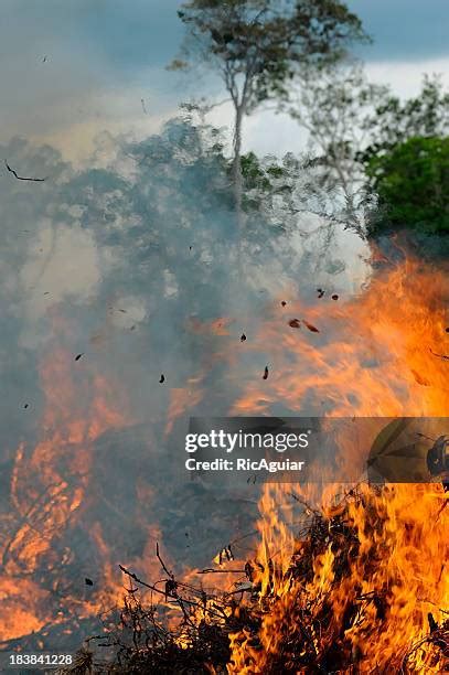 Amazon Rainforest Fire Photos and Premium High Res Pictures - Getty Images