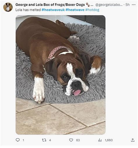 Hot And Bothered Brits Share Funniest Reactions To UK Heatwave As Met