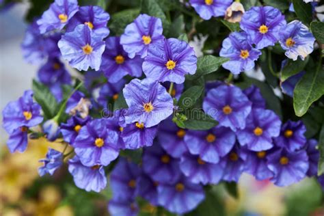 Lycianthes Rantonnetii Decorative Plant The Blue Potato Bush Or