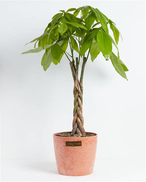 Money Tree For Delivery Tropical Indoor Plants Lively Root