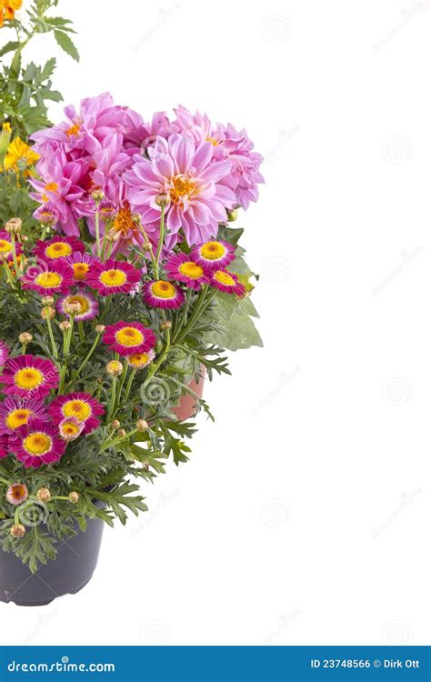 Spring Flowers Stock Photo Image Of Season Potted Botany 23748566