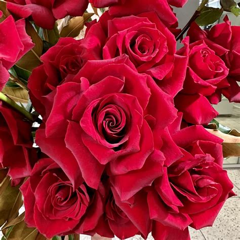 Romantic Red Roses - Blumin - Luxury Sydney Florist