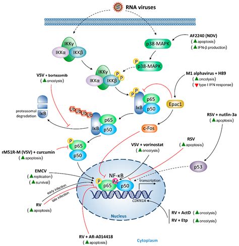 Cancers Free Full Text Nf κb Signaling In Targeting Tumor Cells By Oncolytic Viruses